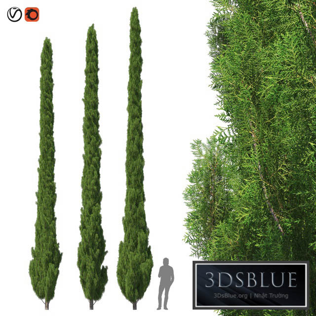 Cupressus 9-10m 3DS Max - thumbnail 3