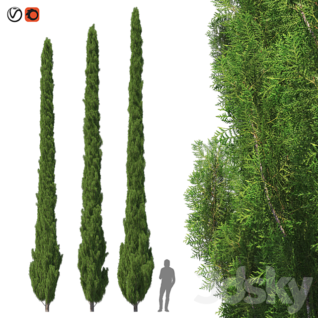 Cupressus 9-10m 3DSMax File - thumbnail 1