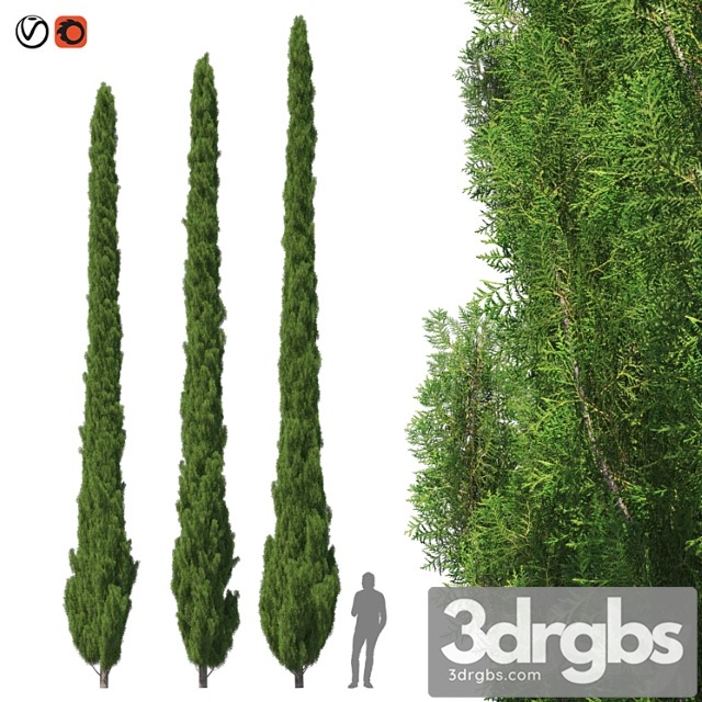 Cupressus 9-10m - thumbnail 1