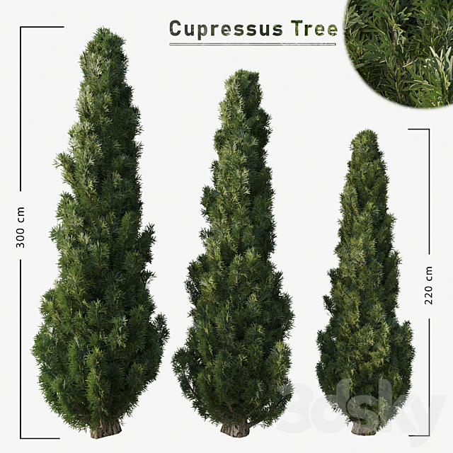 Cupressus tree 3ds Max - thumbnail 1