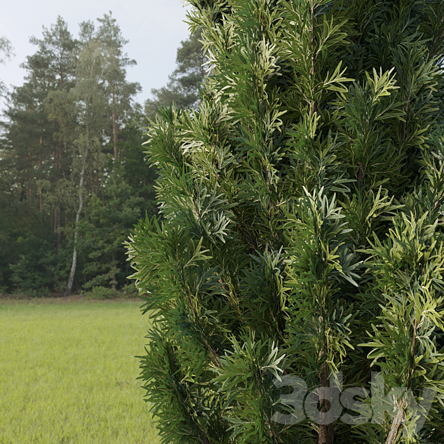 Cupressus tree 3ds Max - thumbnail 2