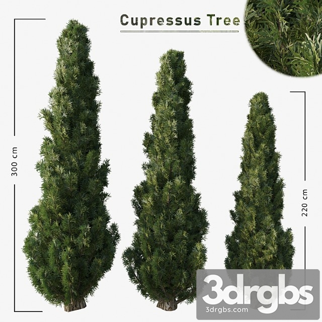 Cupressus tree - thumbnail 1