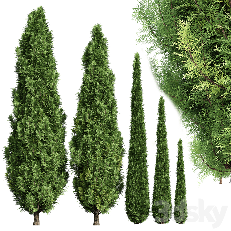 Cypress-5 trees 3DS Max Model - thumbnail 1