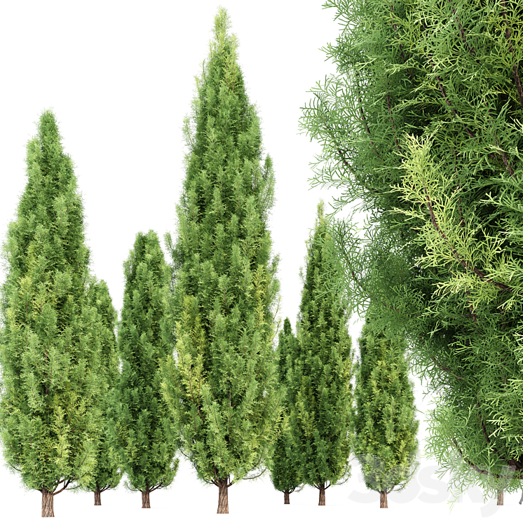 Cypress-5 trees 3DS Max Model - thumbnail 2