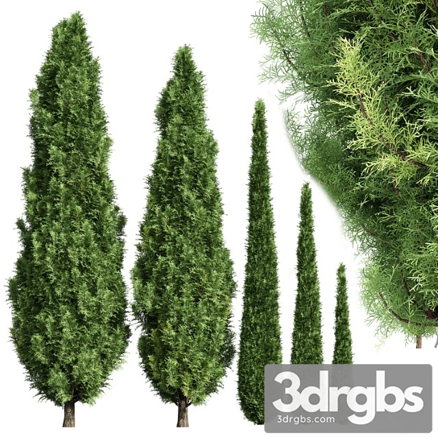 Cypress 5 Trees 3dsmax Download - thumbnail 1