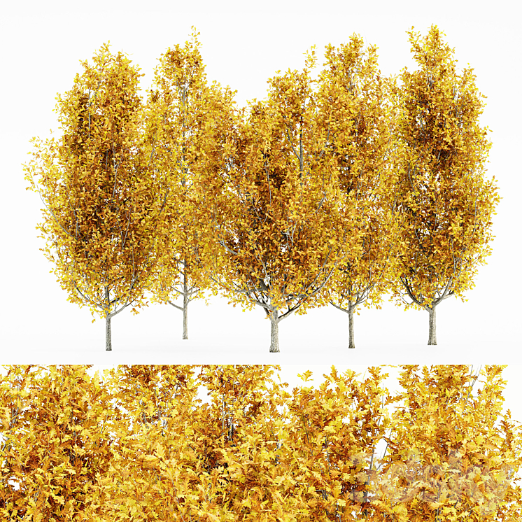 Cypress Oak_Fall 5 tree 3DS Max - thumbnail 1