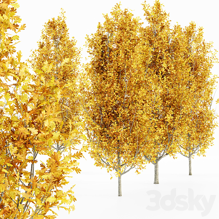 Cypress Oak_Fall 5 tree 3DS Max - thumbnail 2