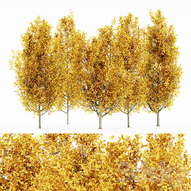 Cypress Oak_Fall 5 tree 3DSMax File - thumbnail 1