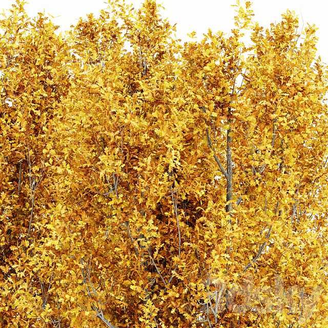 Cypress Oak_Fall 5 tree 3DSMax File - thumbnail 3