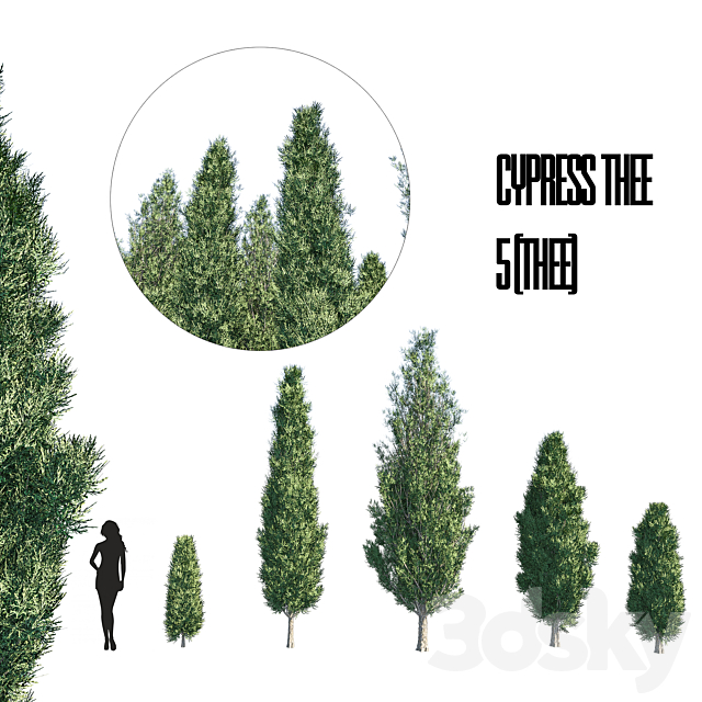 cypress thee set 1 3dsMax Model - thumbnail 1