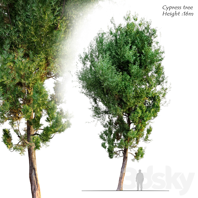 cypress tree 6 3ds Max - thumbnail 1