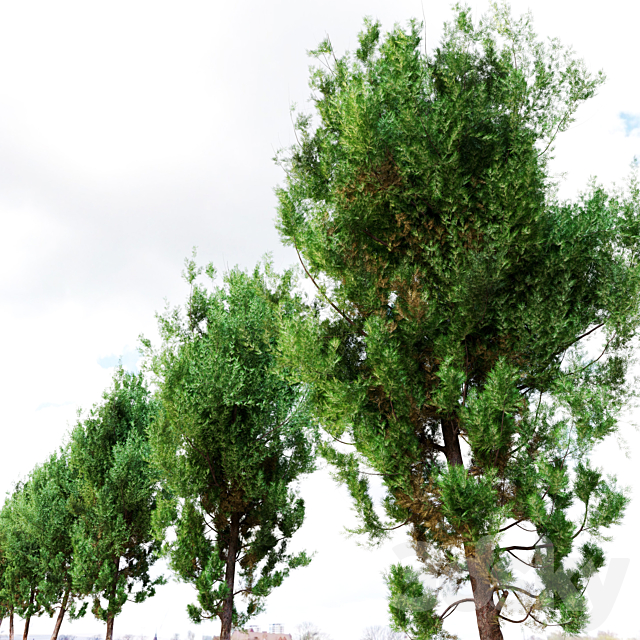 cypress tree 6 3ds Max - thumbnail 3