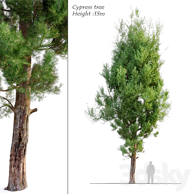 cypress tree_5 3ds Max - thumbnail 1