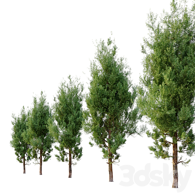 cypress tree_5 3ds Max - thumbnail 3