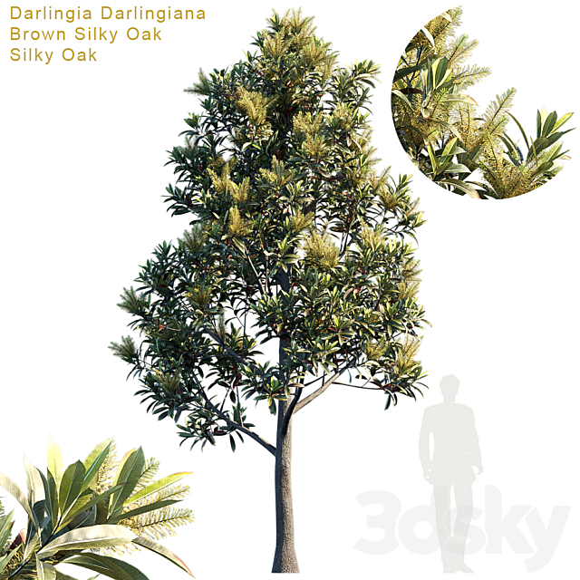 Darlingia Darlingiana | Brown Silky Oak 3ds Max - thumbnail 1