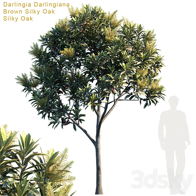 Darlingia Darlingiana | Brown Silky Oak 3DS Max - thumbnail 1