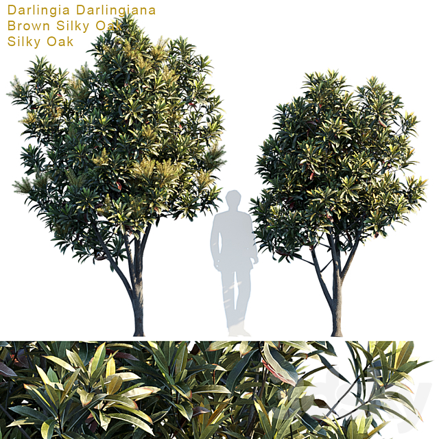 Darlingia Darlingiana | Brown Silky Oak 3DSMax File - thumbnail 1