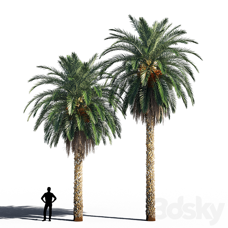 Date palm 2 3DS Max Model - thumbnail 1