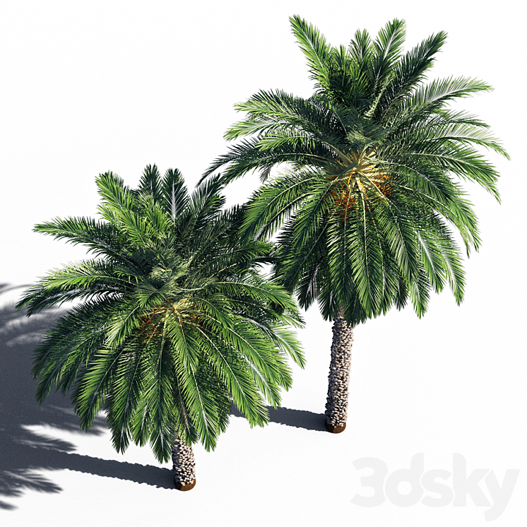 Date palm 2 3DS Max Model - thumbnail 2