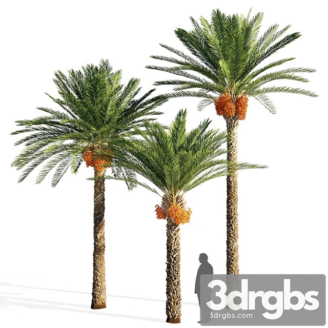 Date Palm 3dsmax Download - thumbnail 1