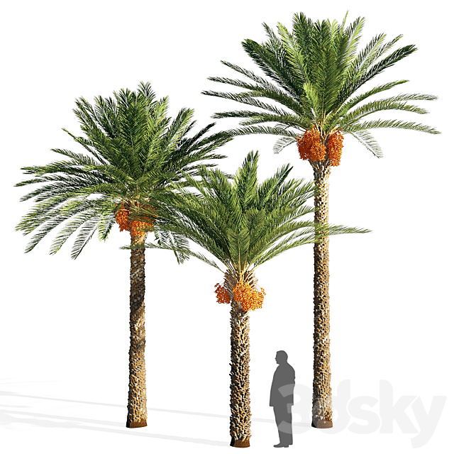 Date palm 3DSMax File - thumbnail 1