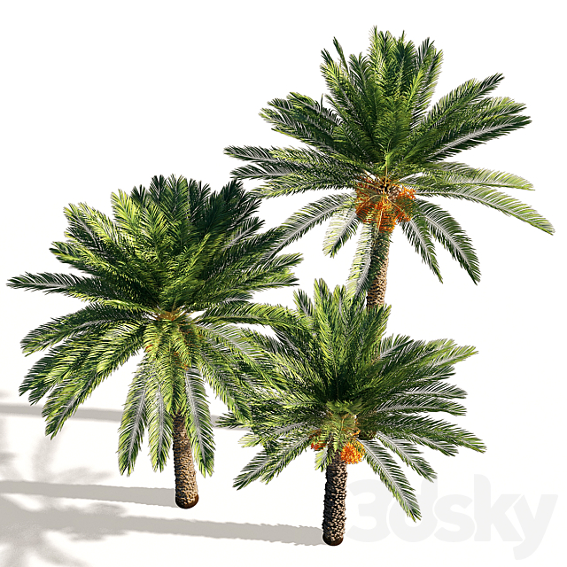 Date palm 3DSMax File - thumbnail 2