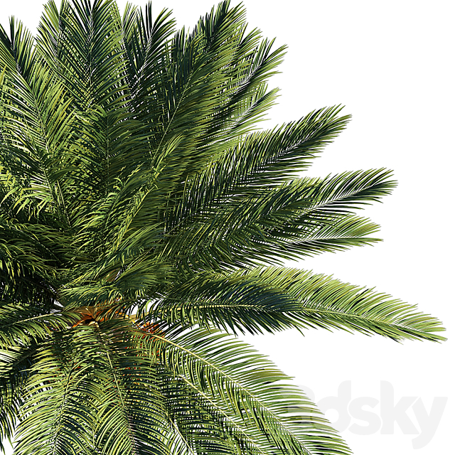 Date palm 3DSMax File - thumbnail 3