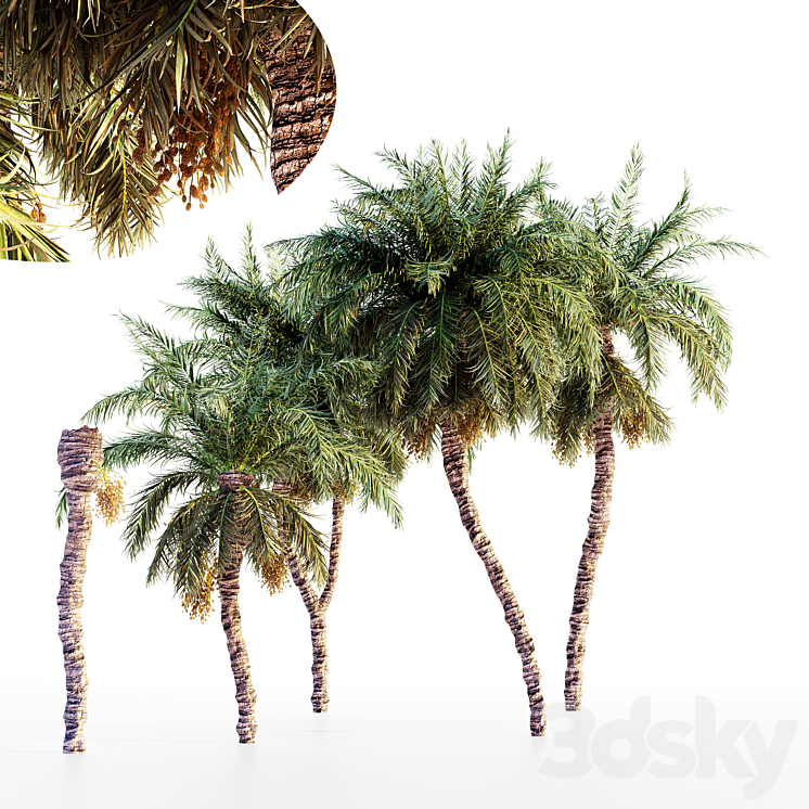 Date palm collection 3DS Max Model - thumbnail 3