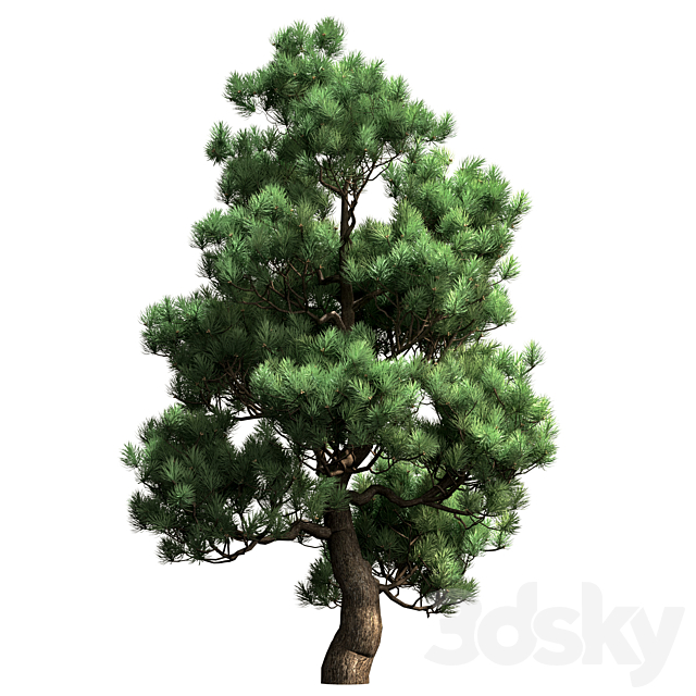 Decorative pine v2 3ds Max - thumbnail 1