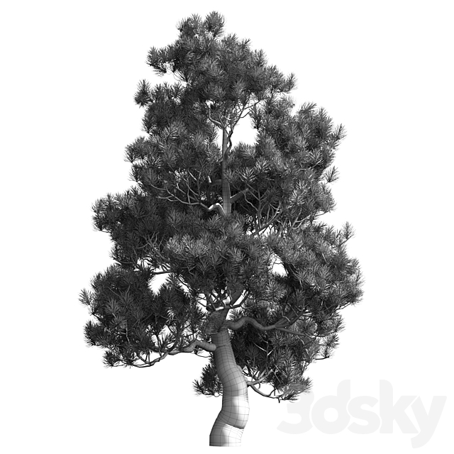 Decorative pine v2 3ds Max - thumbnail 2