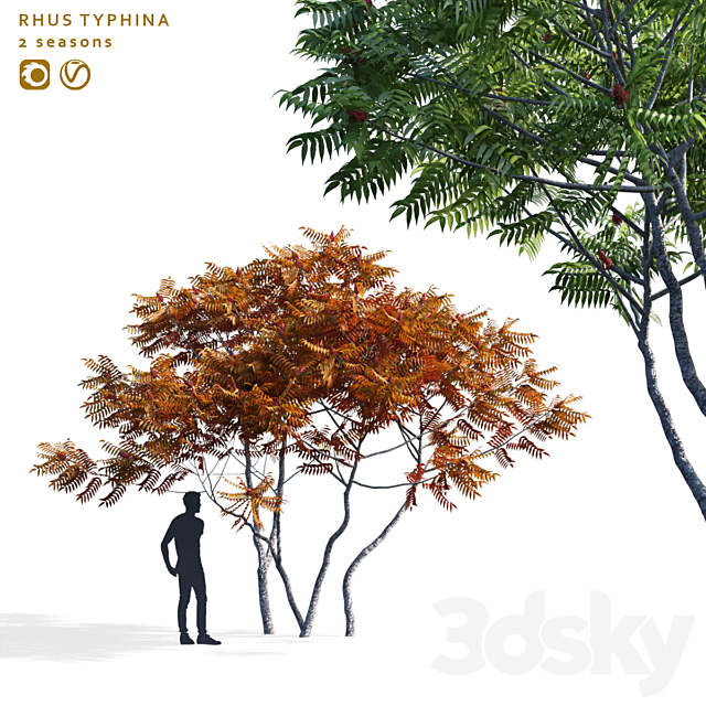 Deer-horned sumac | Rhus typhina 2 seasons 3ds Max - thumbnail 1