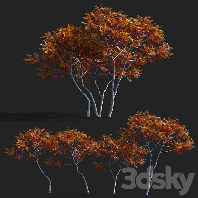 Deer-horned sumac | Rhus typhina 2 seasons 3ds Max - thumbnail 2