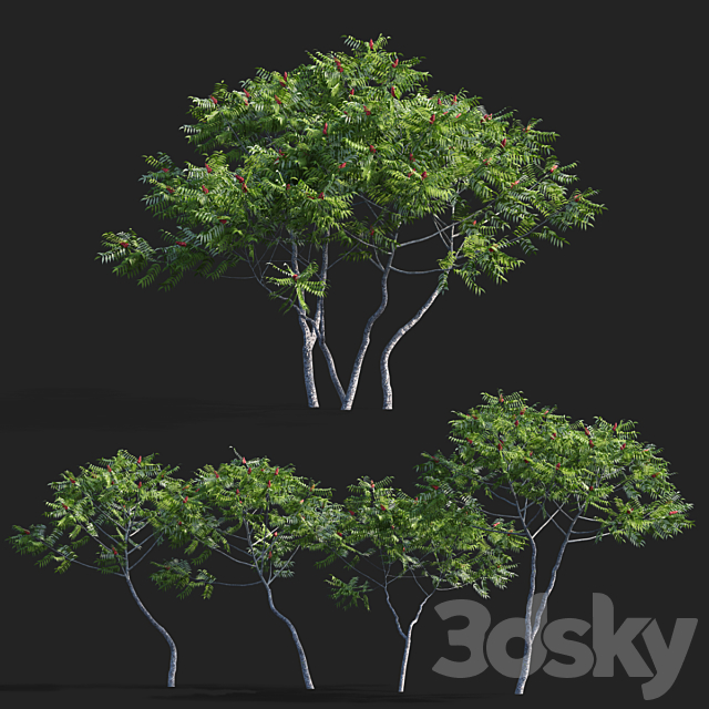 Deer-horned sumac | Rhus typhina 2 seasons 3ds Max - thumbnail 3