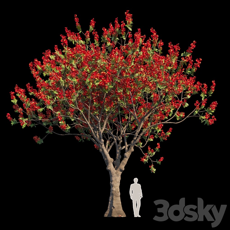 Delonix Regia | Flamboyant 3DS Max - thumbnail 1