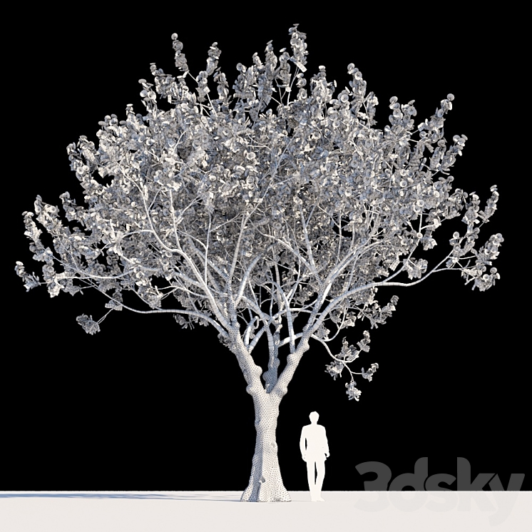 Delonix Regia | Flamboyant 3DS Max - thumbnail 2