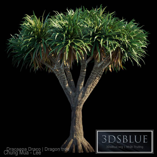 Dracaena Draco | Dragon tree 3DS Max - thumbnail 3