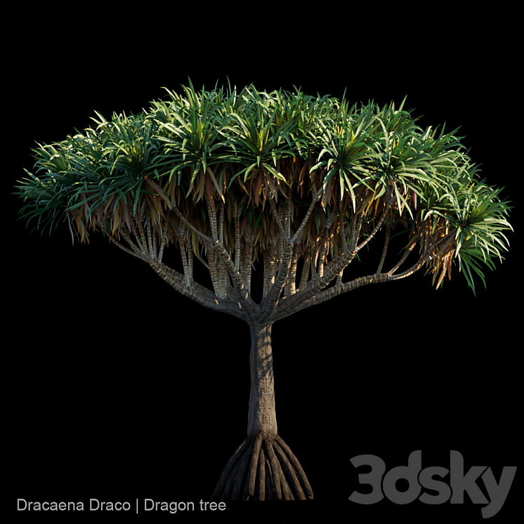 Dracaena Draco | Dragon tree 3DS Max - thumbnail 1