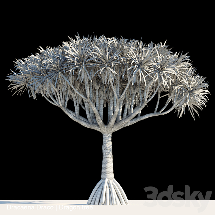 Dracaena Draco | Dragon tree 3DS Max - thumbnail 2