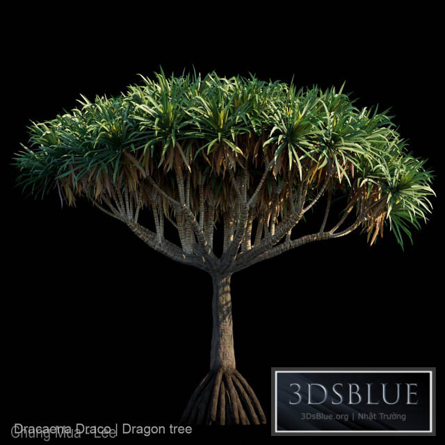 Dracaena Draco | Dragon tree 3DS Max - thumbnail 3