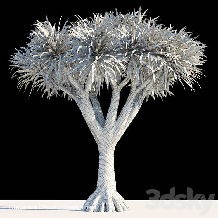 Dracaena Draco | Dragon tree 3DS Max - thumbnail 2