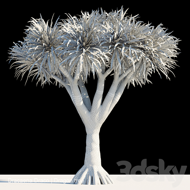 Dracaena Draco | Dragon tree 3DSMax File - thumbnail 2