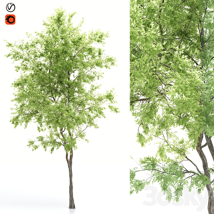 elder tree 3DS Max - thumbnail 1