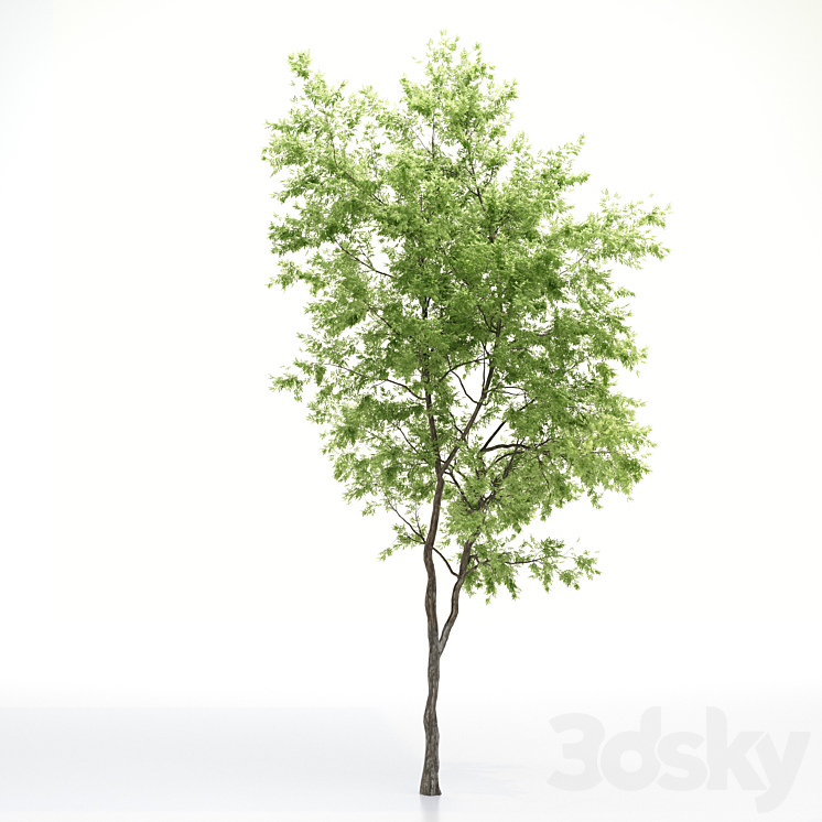 elder tree 3DS Max - thumbnail 2