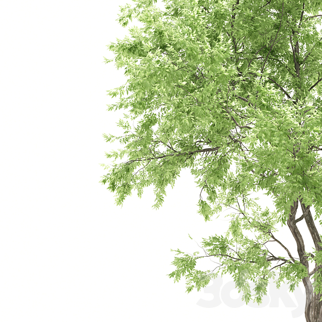 elder tree 3DSMax File - thumbnail 3