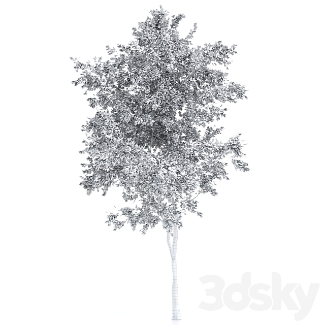 elder tree 3DSMax File - thumbnail 4