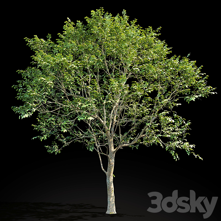 Elm (Elm) 8 m 3DS Max - thumbnail 1