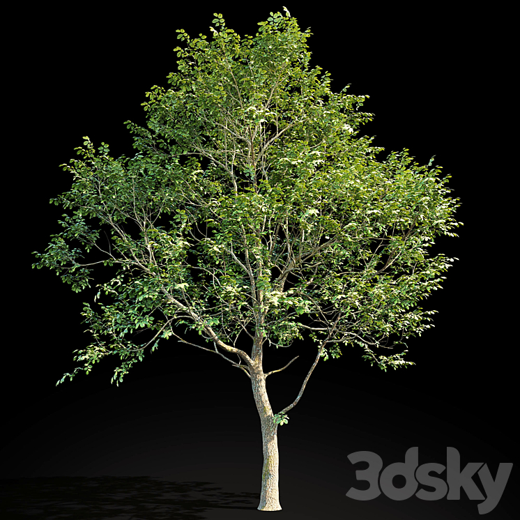 Elm (Elm) 8 m 3DS Max - thumbnail 2