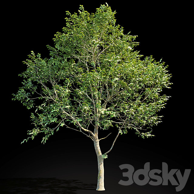 Elm (Elm) 8 m 3DSMax File - thumbnail 2