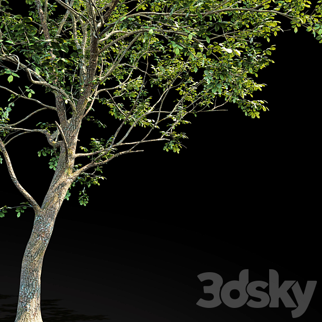 Elm (Elm) 8 m 3DSMax File - thumbnail 3