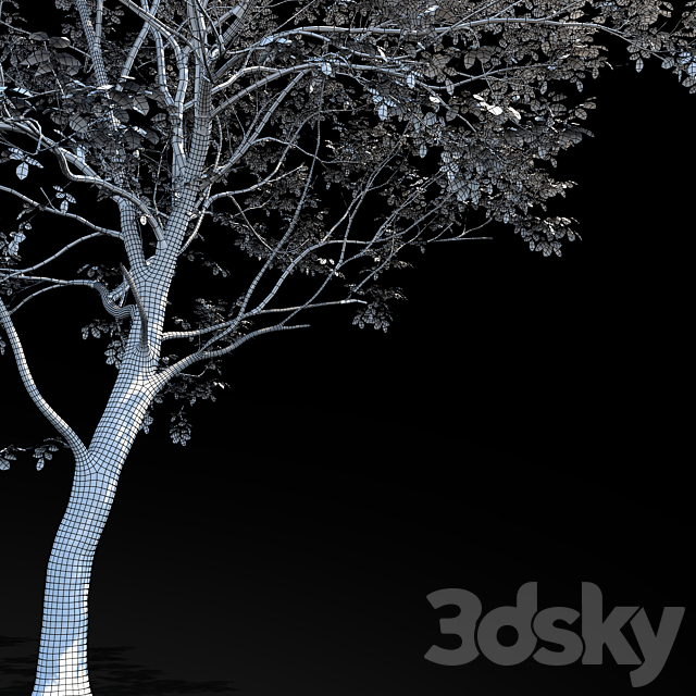 Elm (Elm) 8 m 3DSMax File - thumbnail 4